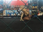 WMMAF&IKF World MMA (Mix-Fight Kempo) Championships, Kemer-Turkiye, 2017