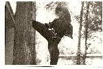 Romania-Amatto Zaharia Seminars 1986-1989