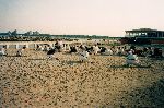 Kancho Soeno-Shidokan, Romania 2003